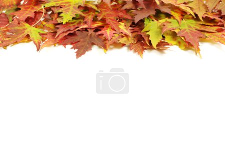 Feuilles d'érable d'automne