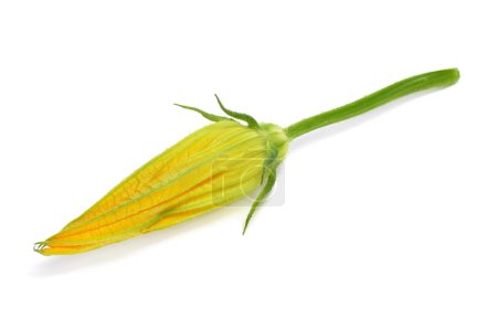Fleur de courgette 