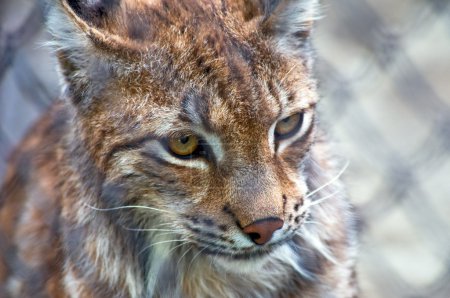Xolynx dans le zoo de Moscou 