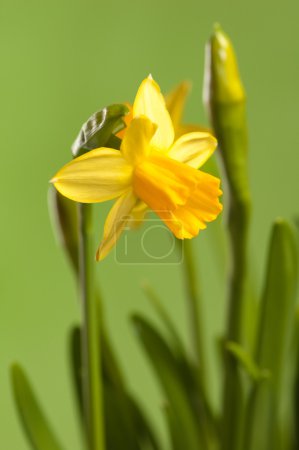 Narcisse sur un fond vert, un gros plan 