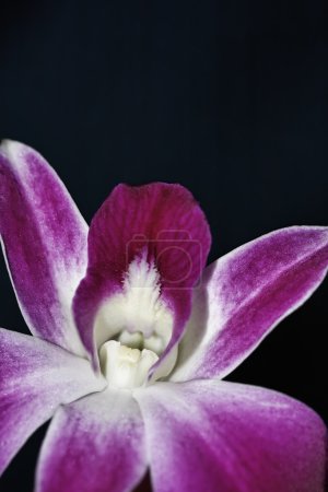 Thaïlande, Koh Samui, fleur d'orchidée (Orchis sp .)