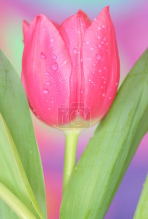 Tulipe rose 