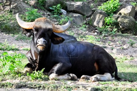 Bison noir 