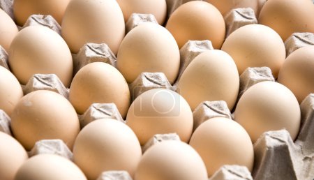 oeufs fond 