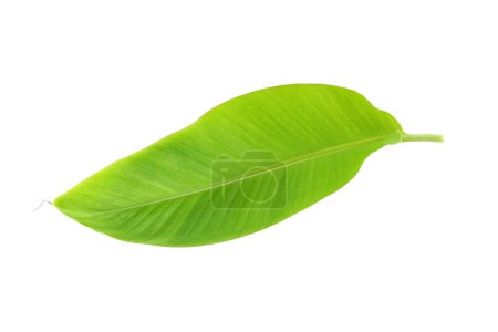 Jeune feuille de banane sur fond blanc .