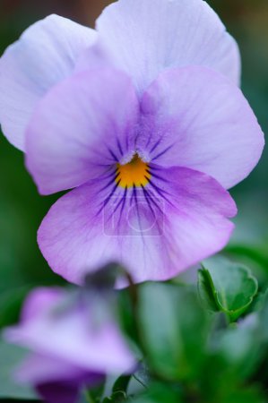 Violette 