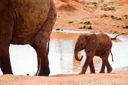 Énorme mâle éléphant d'Afrique 