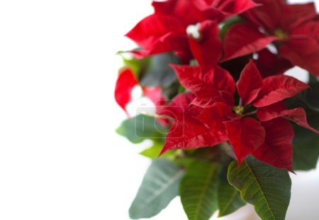 Fleur de Noël. Poinsettia rouge 