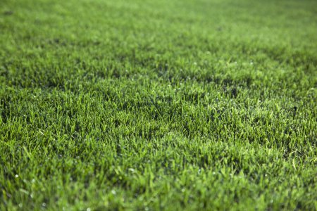Herbe verte
