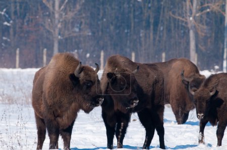 Bison européen regardant vers les veaux 