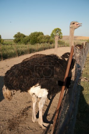 Portrait d'autruche (Struthio camelus) 