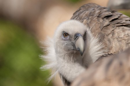 Griffon vautour portrait 