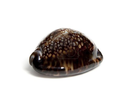 Ispaea maculivera hawaiiensis 