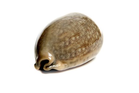 Montréa eglantina 