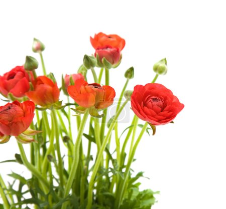 Ranunculus asiaticus rouge (renoncule persan)   isolé sur blanc 