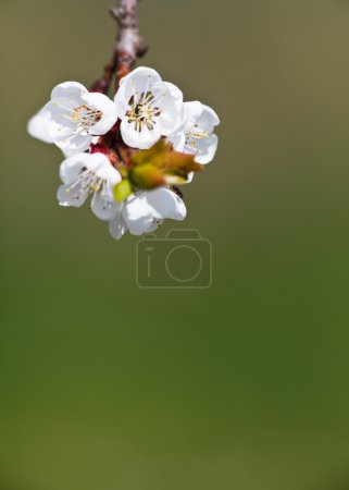 Printemps - pommier fleuri sur un joli fond vert