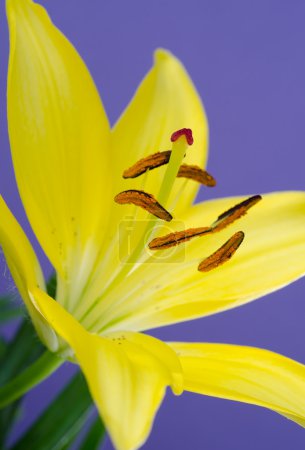 Lys de Pâques, Lilium 