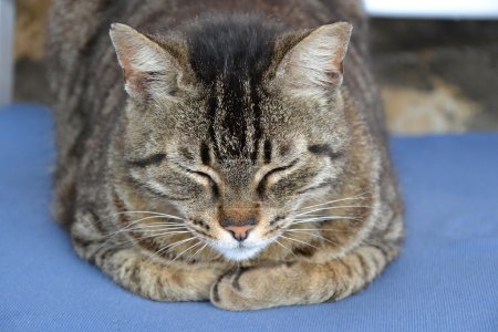 CLÔTURE DU CHAT QUI DORMIT 