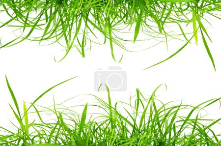 Herbe verte fraîche isolée sur fond blanc .