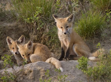 Kit jeune renard 