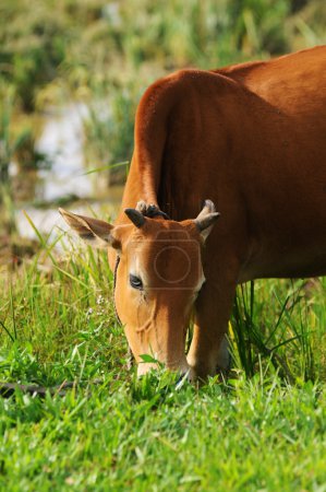Vache manger de l'herbe avec une corde sur le cou 