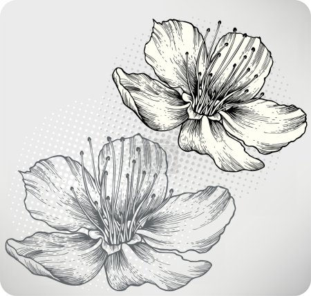 Abricots à fleurs, dessin à la main. Illustration vectorielle .