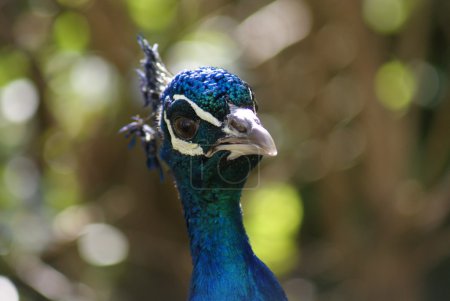 Peafowl indien - Pavo Cristatus 