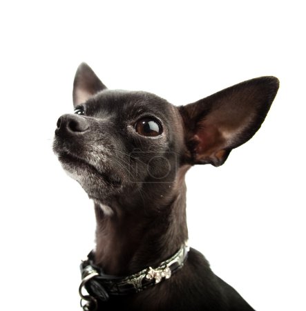 Chihuahua noir 