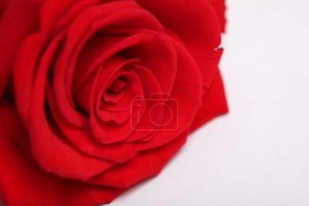 Rose rouge