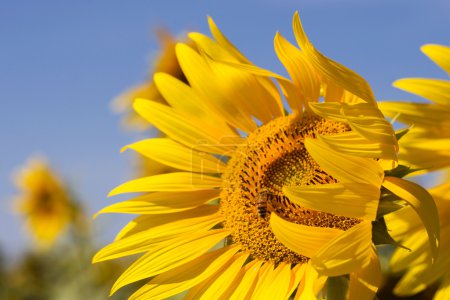 Abeille à miel sur tournesol