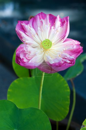Détails de l'eau Lys avec fleur 