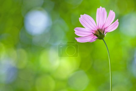 cosmos fleur 
