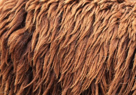 Brown fond en peau de mouton 