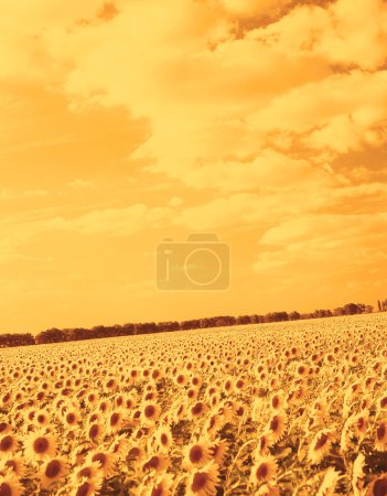 Tournesols