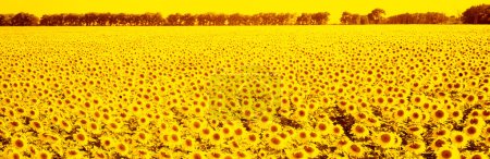 Tournesols