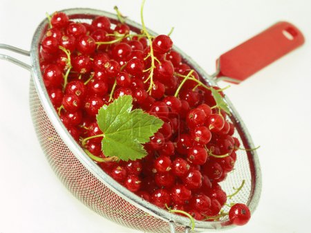 Groseille rouge