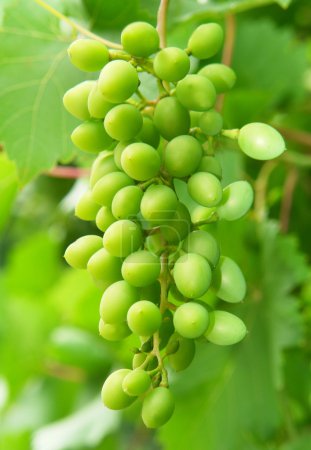 raisins