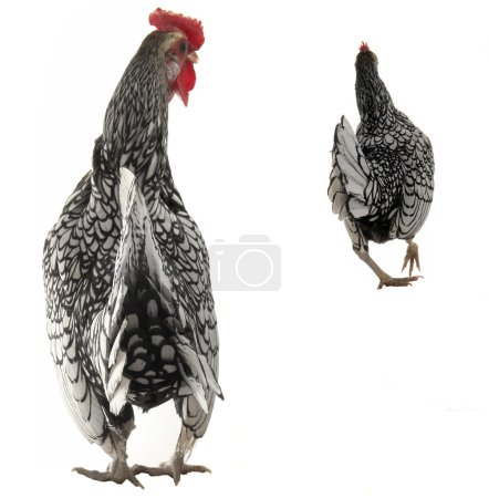 Coq et poule 