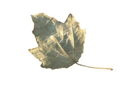 Feuille