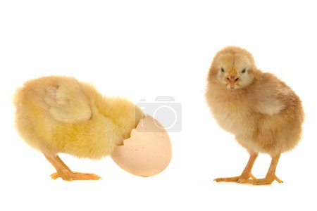 Poussin