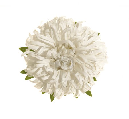Fleur d'aster 