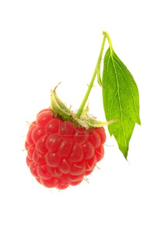Framboise 
