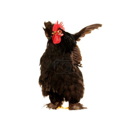 Coq et poule 