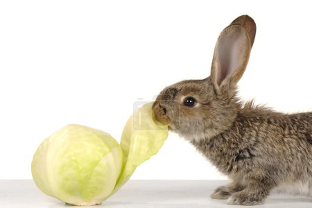 Lapin gris 