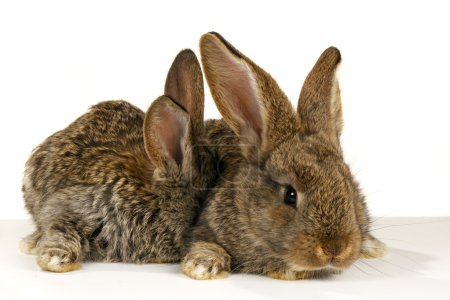 Lapin brun 