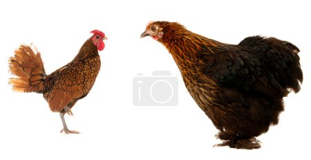 bite et noir poule 