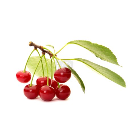 Cerise rouge 