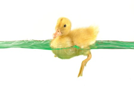 Canard