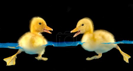 Canard