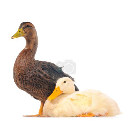 Deux canards 
